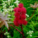 A castor bean